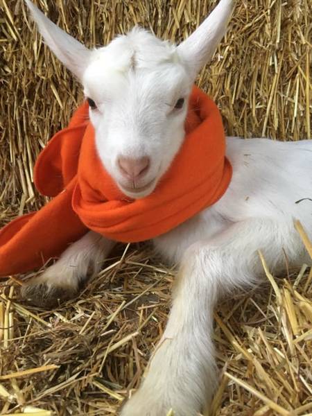 De Lekkerste Streekproducten in Schagen